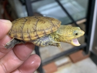 クリックで拡大画像表示