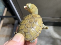 クリックで拡大画像表示