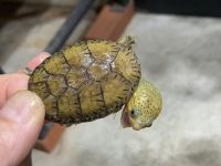 クリックで拡大画像表示