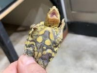 クリックで拡大画像表示