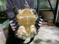 クリックで拡大画像表示