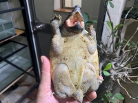 クリックで拡大画像表示