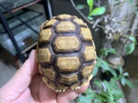 クリックで拡大画像表示