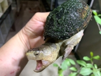 クリックで拡大画像表示
