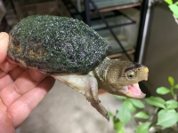 クリックで拡大画像表示