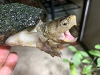 クリックで拡大画像表示