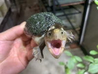 クリックで拡大画像表示