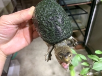 クリックで拡大画像表示
