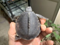 クリックで拡大画像表示