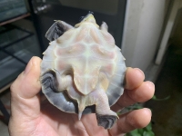クリックで拡大画像表示