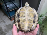 クリックで拡大画像表示