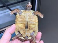 クリックで拡大画像表示