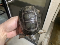 クリックで拡大画像表示
