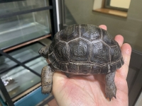 クリックで拡大画像表示