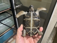 クリックで拡大画像表示
