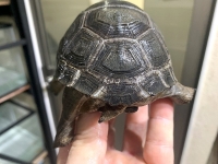 クリックで拡大画像表示