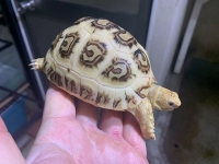クリックで拡大画像表示
