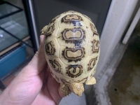 クリックで拡大画像表示