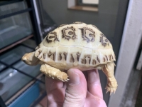クリックで拡大画像表示