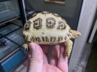 クリックで拡大画像表示
