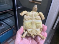 クリックで拡大画像表示
