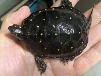 クリックで拡大画像表示