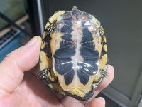 クリックで拡大画像表示