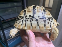 クリックで拡大画像表示