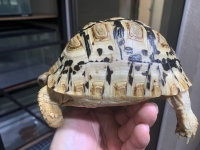 クリックで拡大画像表示