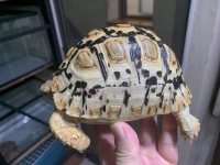 クリックで拡大画像表示