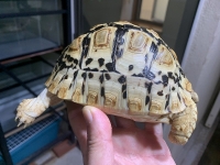 クリックで拡大画像表示