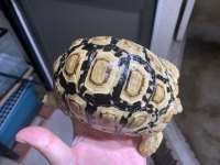クリックで拡大画像表示