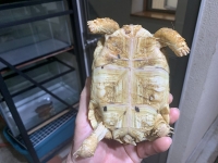 クリックで拡大画像表示