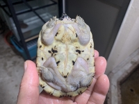 クリックで拡大画像表示