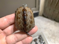 クリックで拡大画像表示