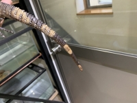 クリックで拡大画像表示