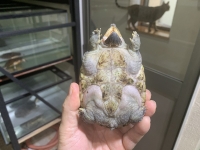 クリックで拡大画像表示