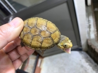 クリックで拡大画像表示