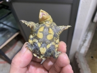 クリックで拡大画像表示