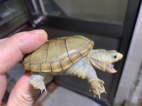 クリックで拡大画像表示