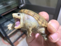 クリックで拡大画像表示