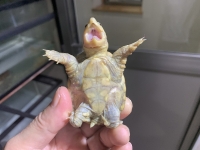 クリックで拡大画像表示