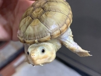 クリックで拡大画像表示