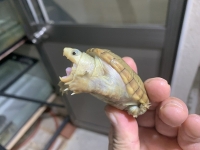クリックで拡大画像表示