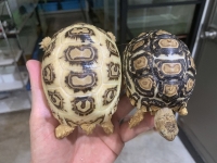 クリックで拡大画像表示