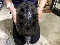 クリックで拡大画像表示
