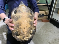 クリックで拡大画像表示
