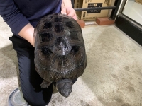 クリックで拡大画像表示