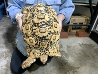 クリックで拡大画像表示