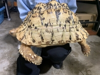 クリックで拡大画像表示